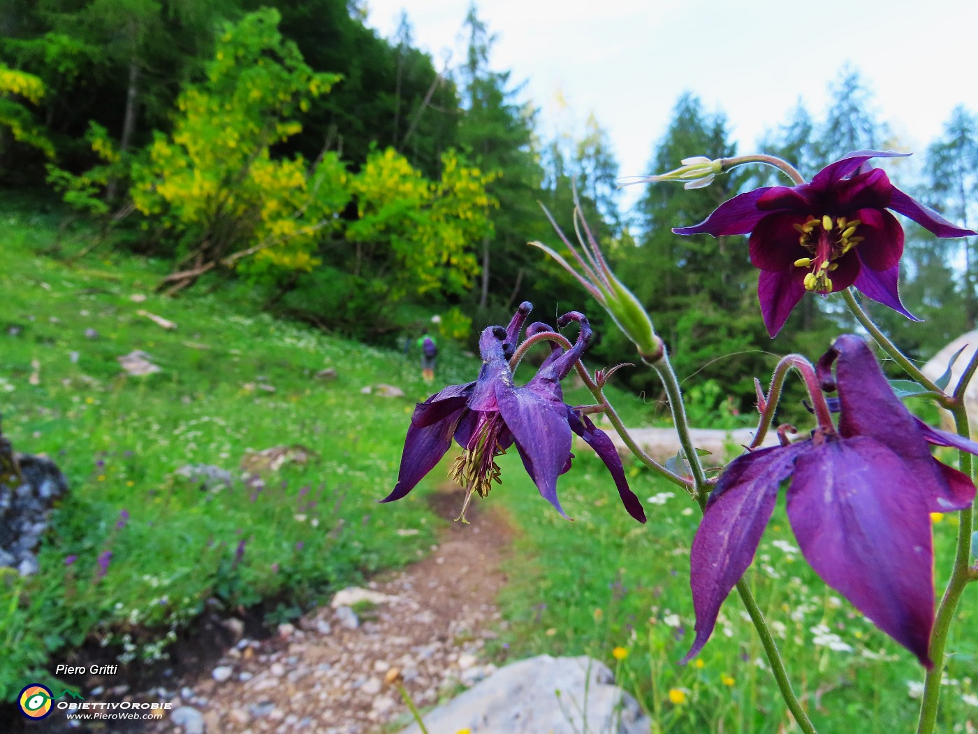 01 Aquilegia atrata (Aquilegia) sul sent. 129 prima di entrare nel bosco.JPG
